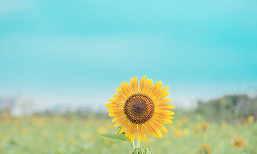谈谈加拿大联邦技术移民CEC的打分细节！