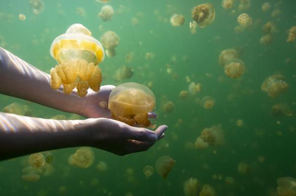 188元人民币获得数字居民身份